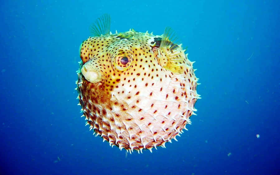 Inflated Pufferfish Underwater.jpg Wallpaper