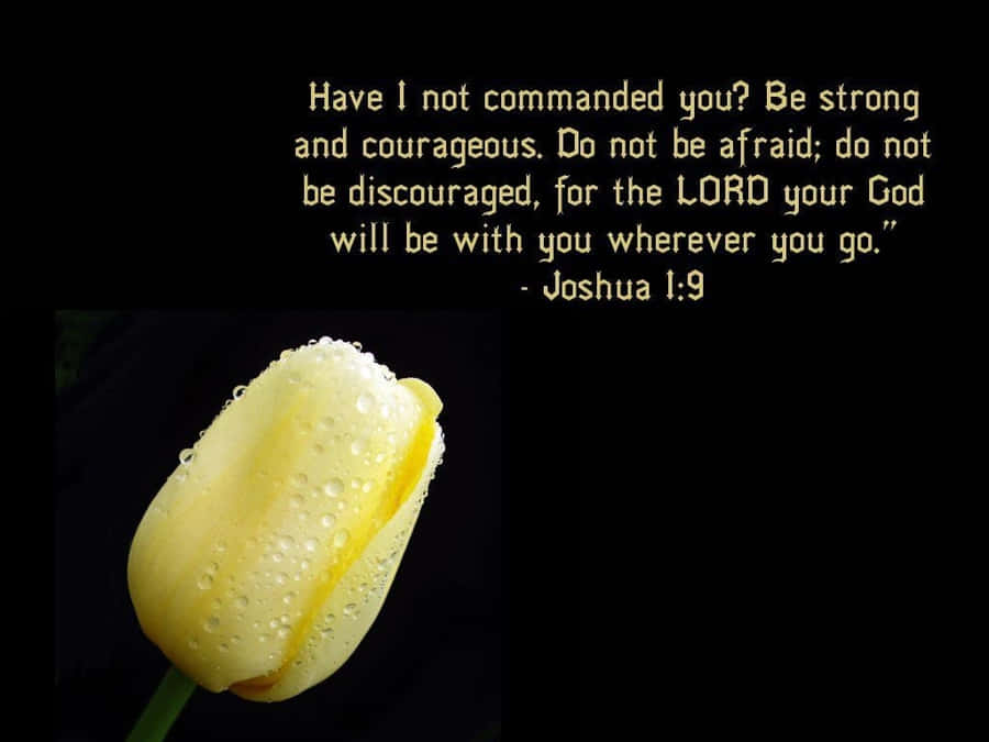 Inspirational Yellow Tulip Joshua19 Wallpaper
