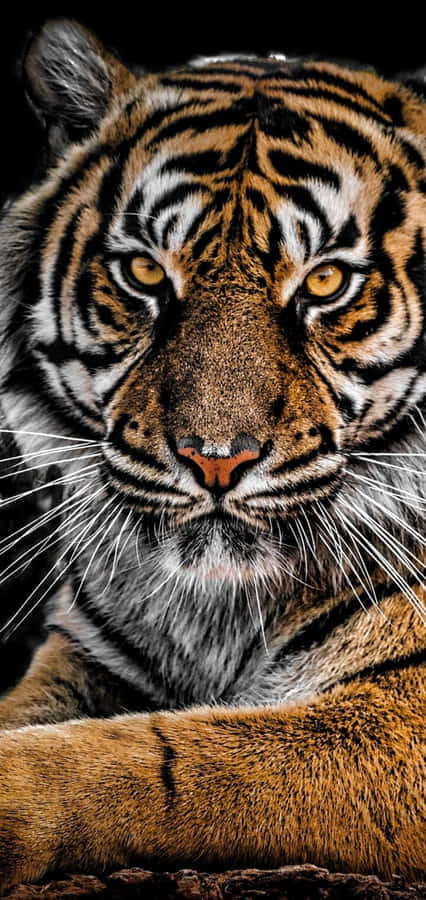 Intense Siberian Tiger Portrait Wallpaper