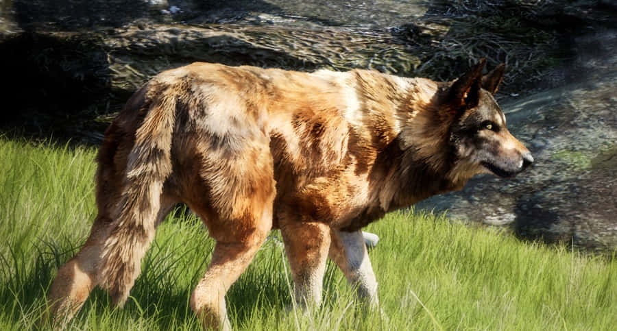 Intense Wolf Attack In The Wild Wallpaper