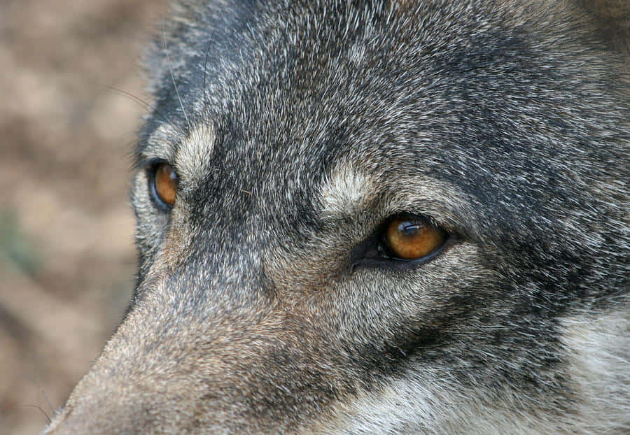 Intense Wolf Eyes Staring In The Dark Wallpaper