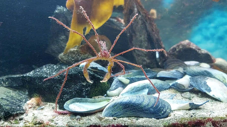 Intricate Beauty Of The Arrow Crab Wallpaper