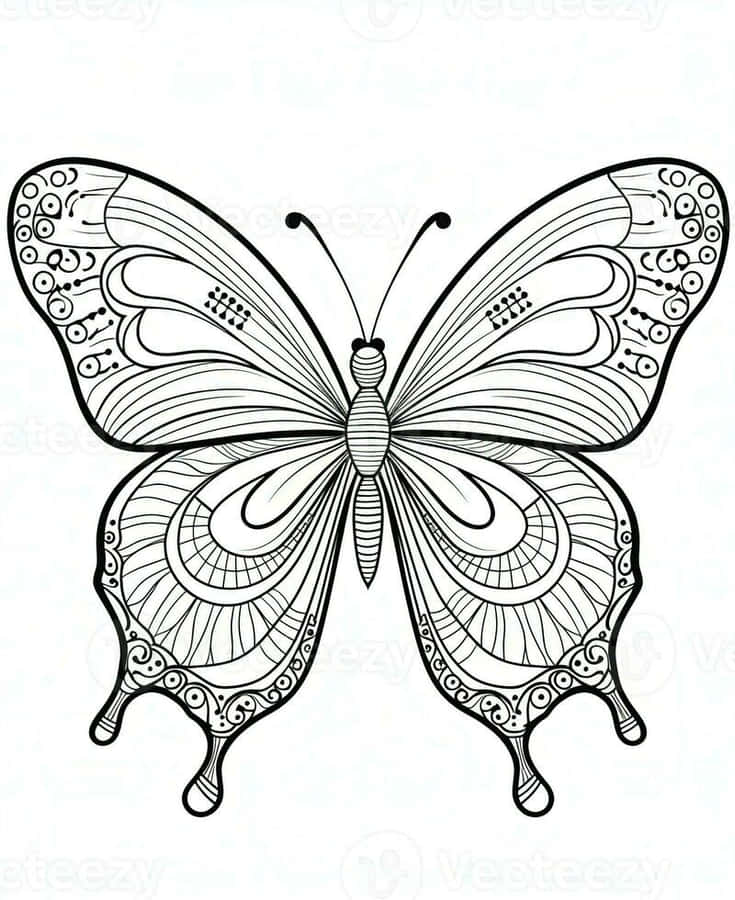 Intricate Butterfly Coloring Page Wallpaper