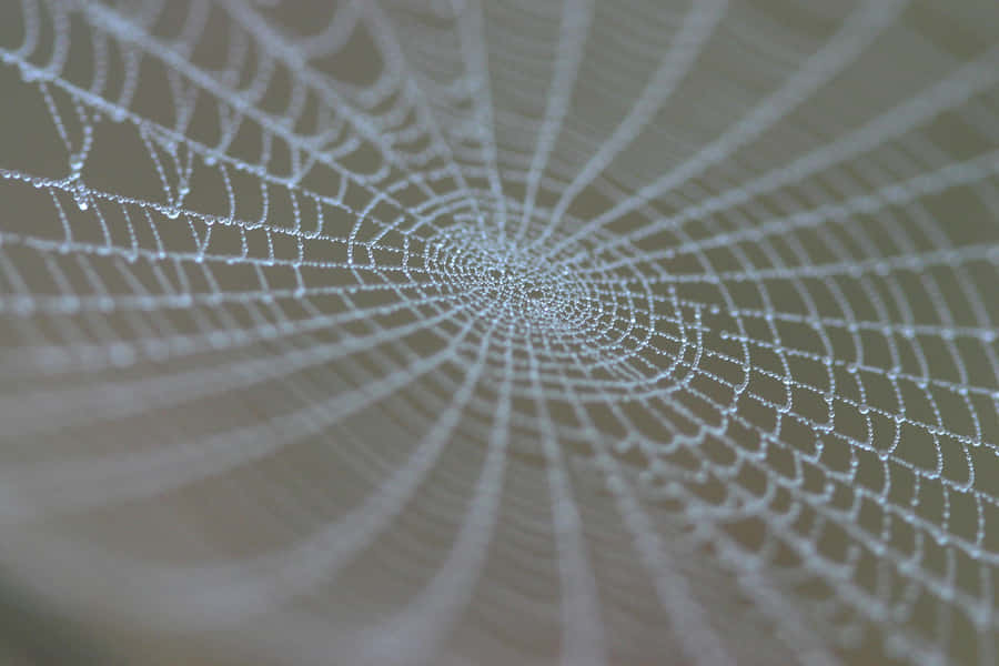 Intricate Cobweb In Morning Dew Wallpaper
