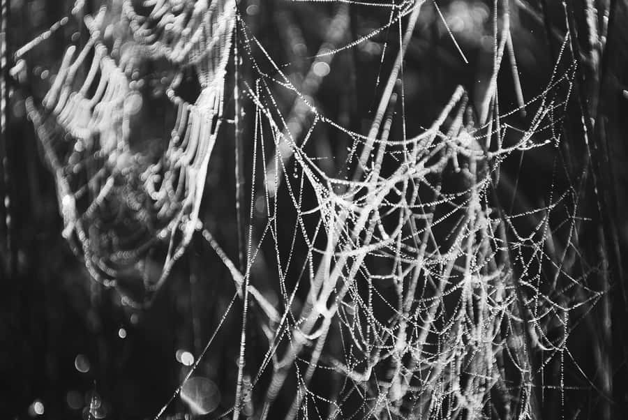 Intricate Cobwebs In Magical Atmosphere Wallpaper