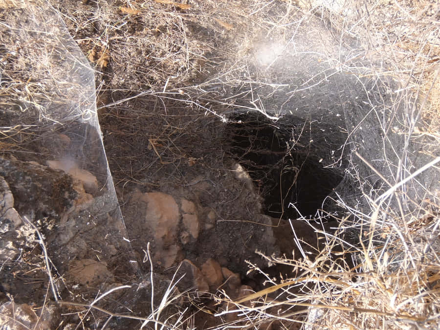 Intricate Cobwebs In Morning Dew Wallpaper