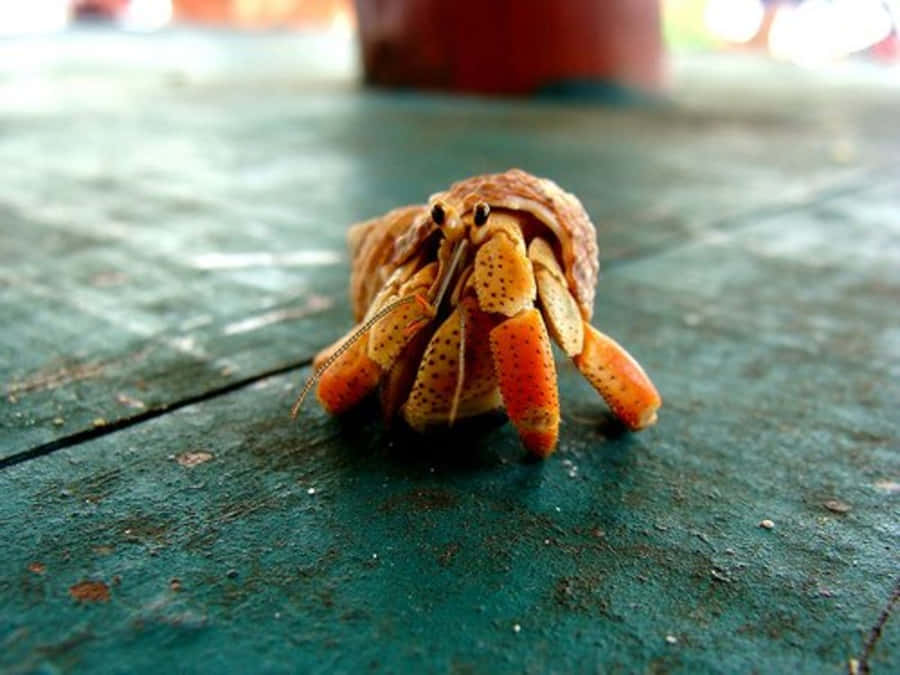 Intricate Hermit Crab Adventure Wallpaper