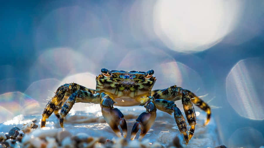 Intriguing Close-up Of A Crustacean Wallpaper