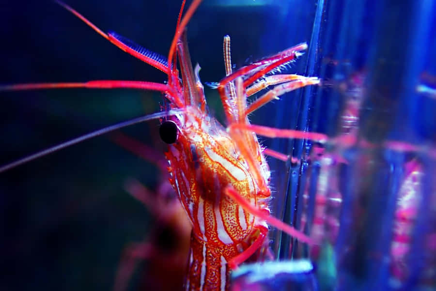 Intriguing Close-up Shot Of A Cleaner Shrimp Wallpaper