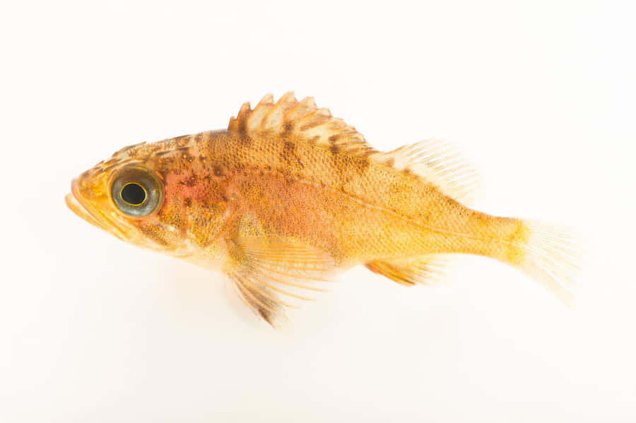 Intriguing Quillback Rockfish In A Natural Habitat Wallpaper