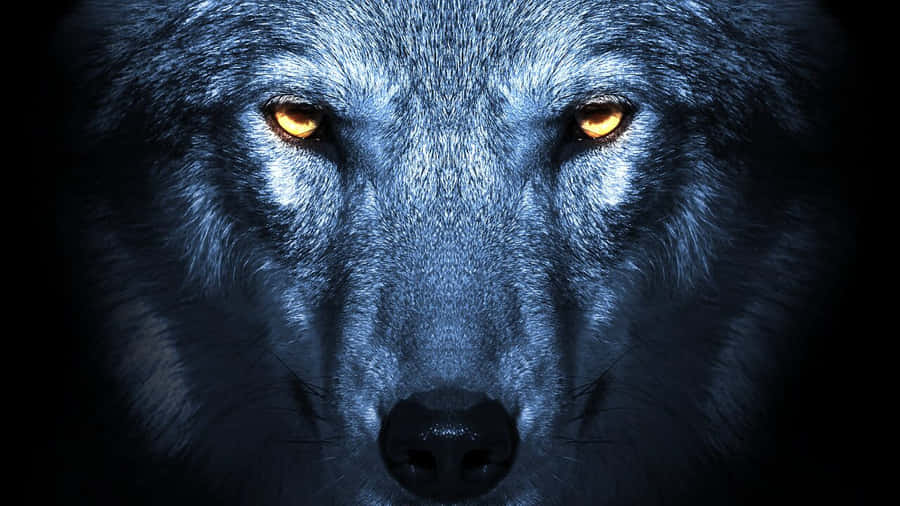 [intriguing Wolf Eyes Staring Intensely] Wallpaper