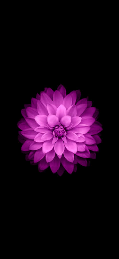 Ios 18 Purple Flower Wallpaper Wallpaper
