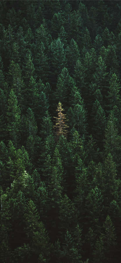 Iphone 11 Green Forest Trees Wallpaper