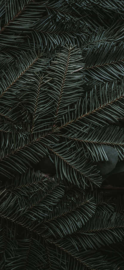 Iphone 11 Green Pine Leaves Wallpaper