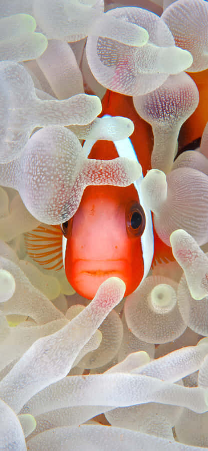 Iphone 16 Plus Underwater Photography Wallpaper