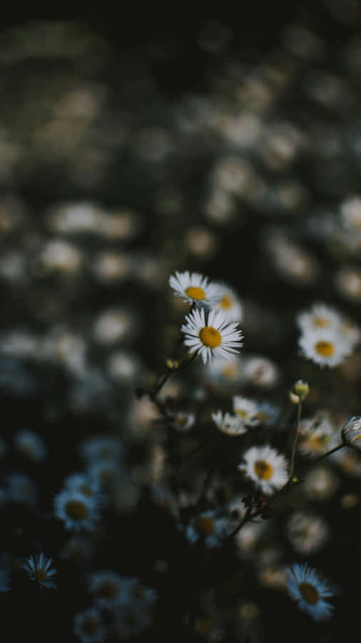 Iphone 16 Pro Max Macro Photography Wallpaper