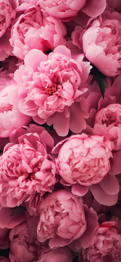 Iphone 16e Floral Wallpaper Wallpaper