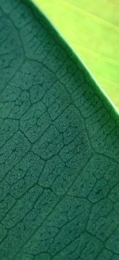 Iphone 17 Pro Max Macro Photography Wallpaper