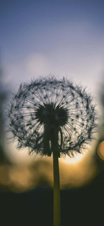 Iphone 17 Pro Max Macro Photography Wallpaper