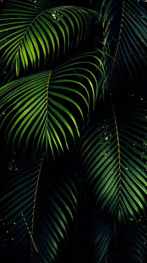 Iphone Xs Max Oled 3d Palm Leaves Wallpaper
