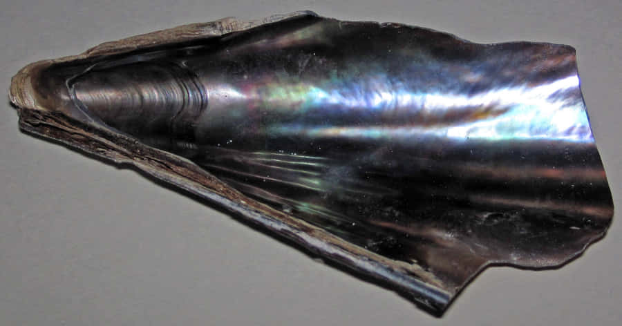 Iridescent Pen Shell Valve Wallpaper