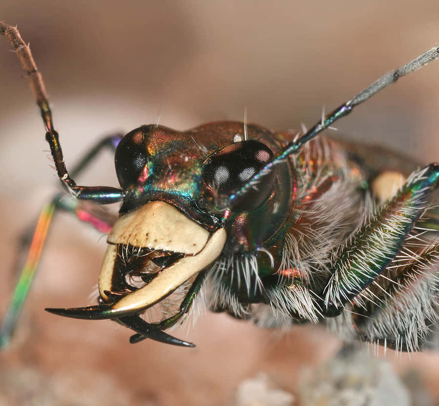 Iridescent Tiger Beetle Closeup Wallpaper