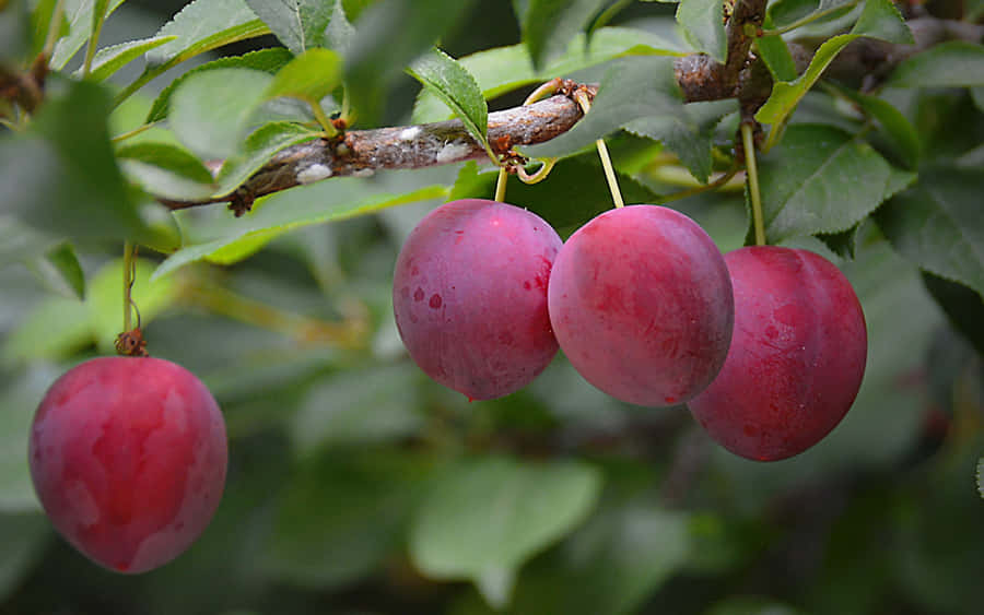 Italian Prune Plum Red Plump Fruits Wallpaper