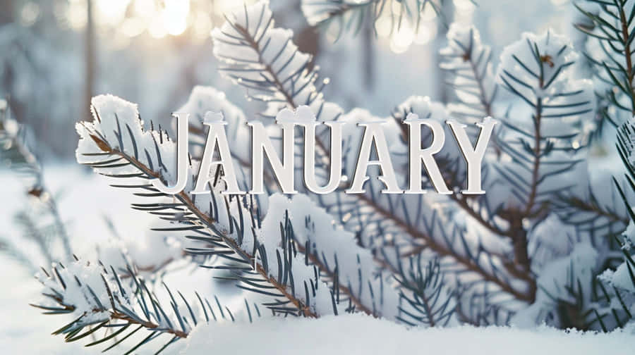 January Winter Snowy Pine Branches Wallpaper