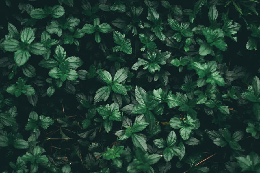 Japanese Pachysandra Green Plant Aesthetic Wallpaper