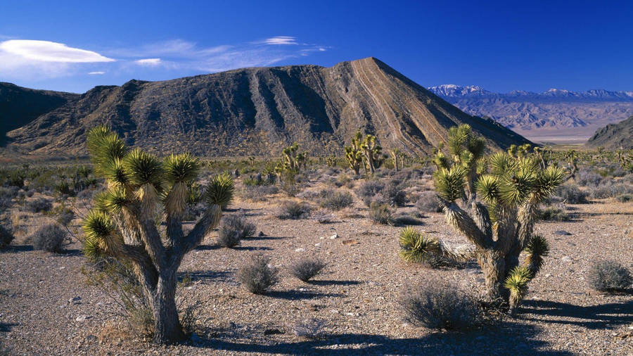 Joshua Tree National Park Gray Mountains Wallpaper