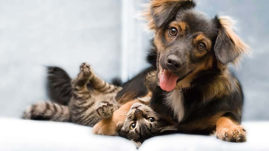 Joyful Day At Doggie Daycare Wallpaper