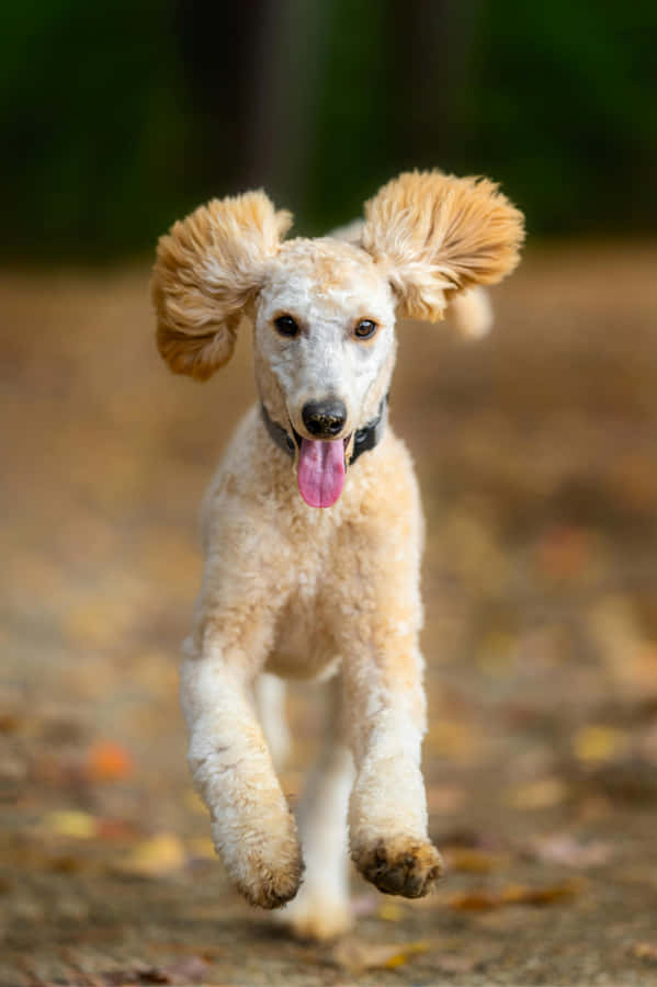 Joyful Poodle Running Outdoors.jpg Wallpaper