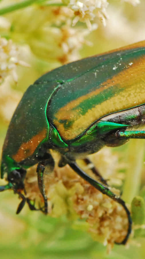 June_ Beetle_ Closeup.jpg Wallpaper