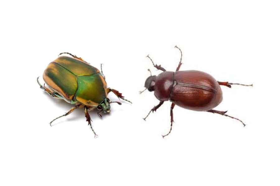 June Beetleand June Bug Comparison Wallpaper