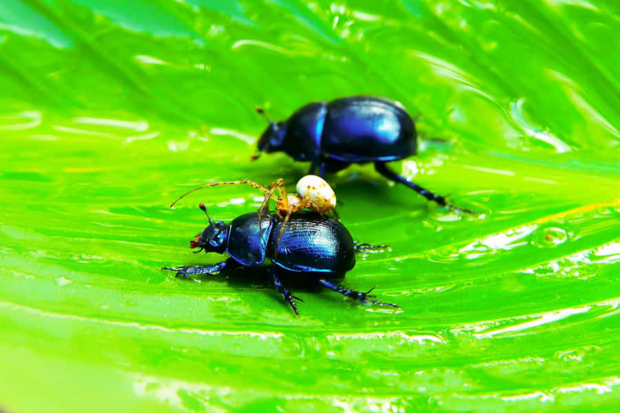 June_ Beetles_ On_ Leaf.jpg Wallpaper