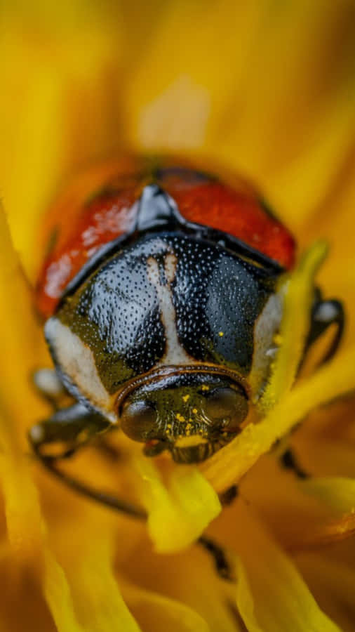 June Bugon Yellow Flower Wallpaper