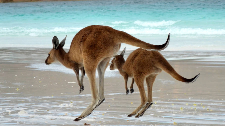 Kangaroos Hopping By The Beach Wallpaper