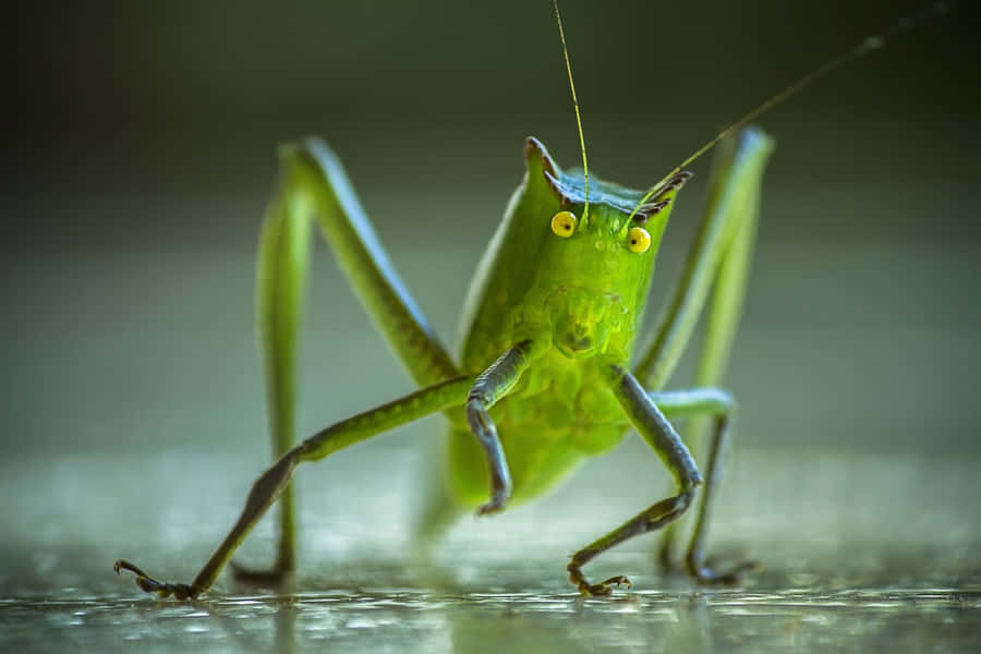 Katydid Close Up Portrait Wallpaper