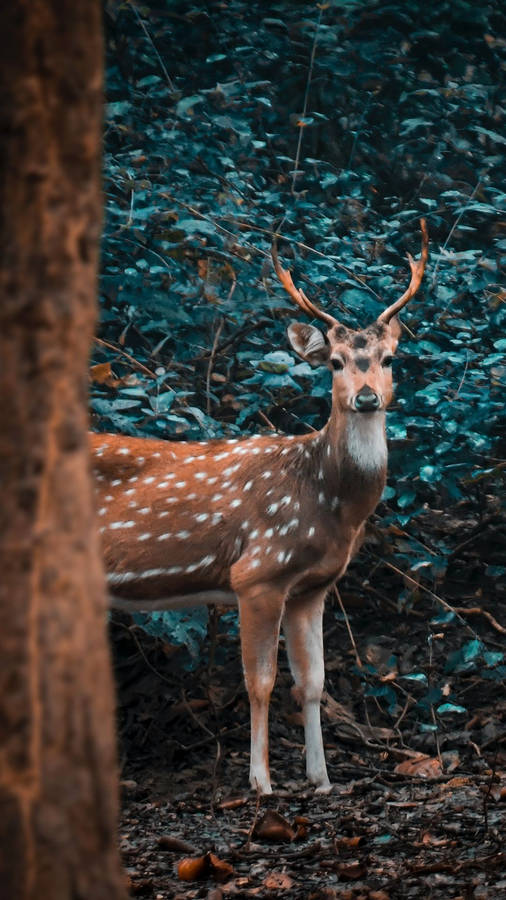 Keep Calm And Phone On Wallpaper