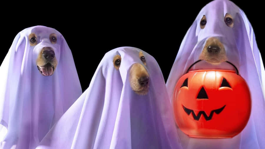 Keep Your Pet Festive This Halloween With A One-of-a-kind Halloween Costume! Wallpaper