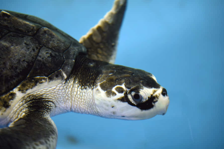 Kemps Ridley Sea Turtle Portrait Wallpaper