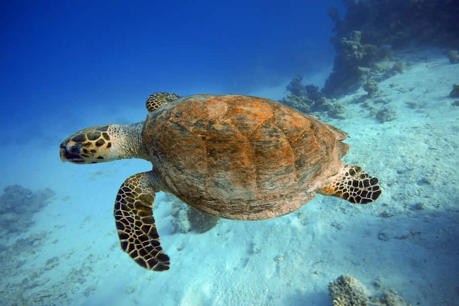 Kemps Ridley Sea Turtle Swimming Wallpaper