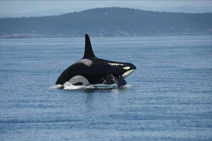 Killer Whale Leaping Out Of The Water Wallpaper