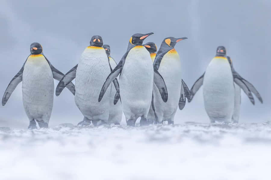 King Penguins Group Misty Backdrop Wallpaper