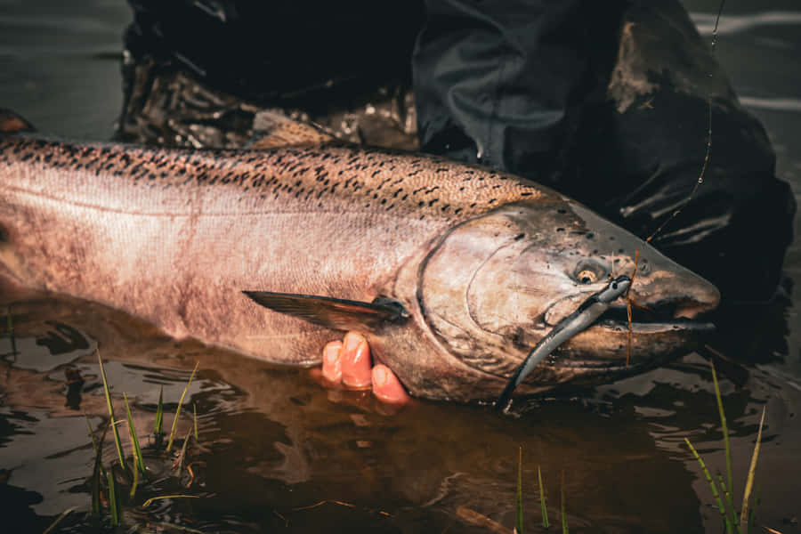 King Salmon Caught Fishing Adventure Wallpaper