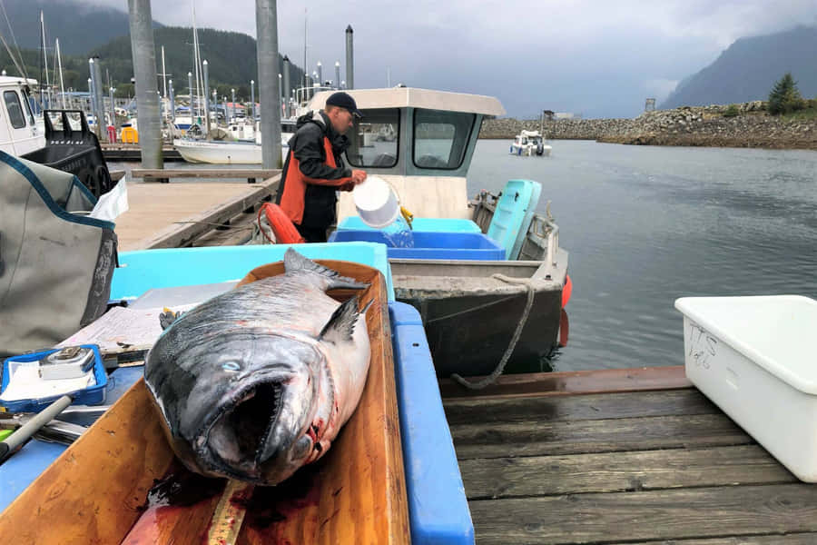 King Salmon Harbor Catch Wallpaper