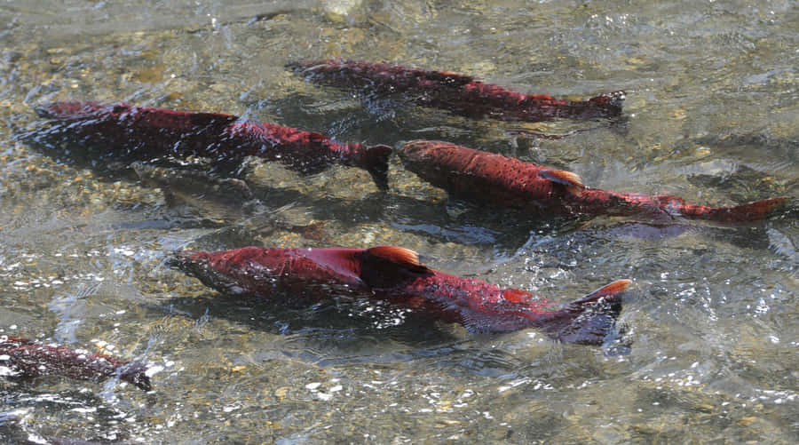 King Salmon Spawning Stream Wallpaper