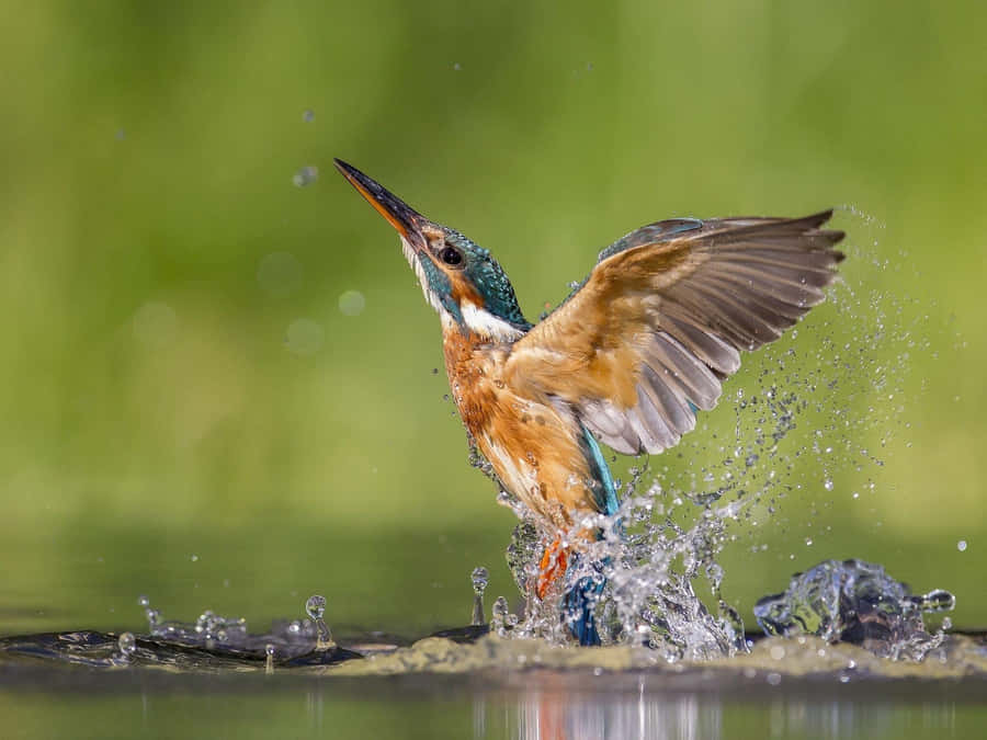 Kingfisher Emerging From Water Wallpaper