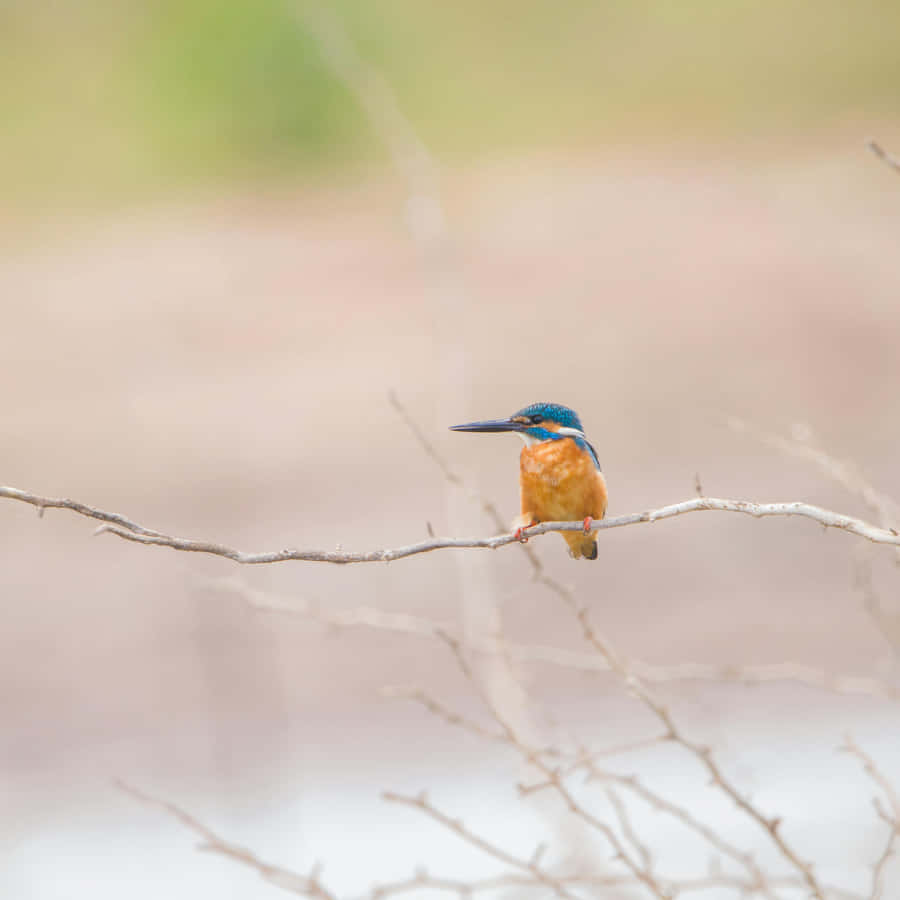 Kingfisher Perchedon Branch Wallpaper