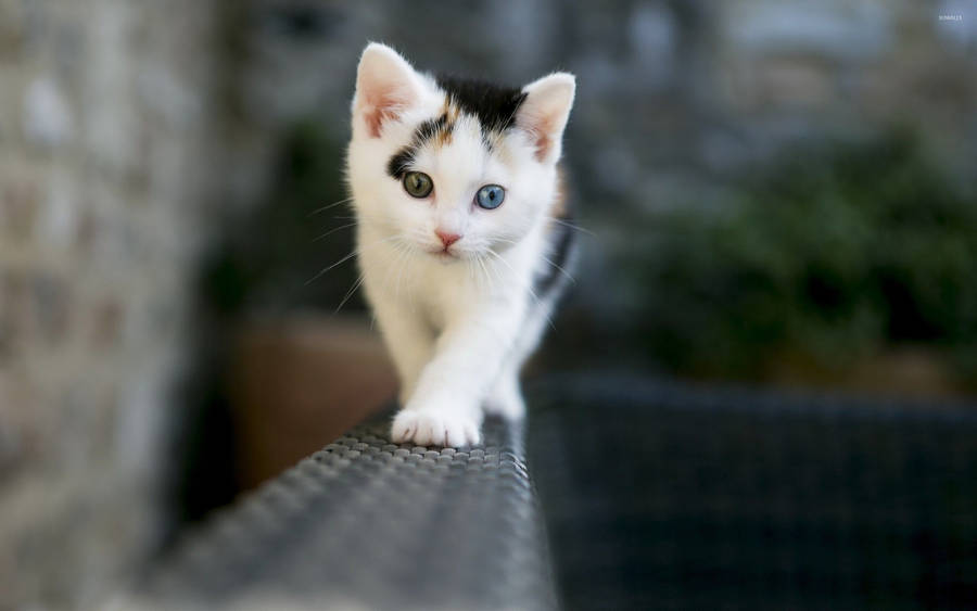 Kitten In Rattan Seat Wallpaper